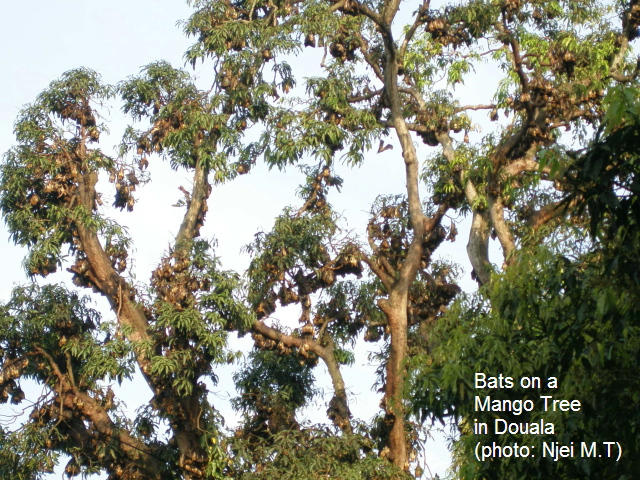 Bats on a Mango Tree Douala (photo:Njei M.T)
